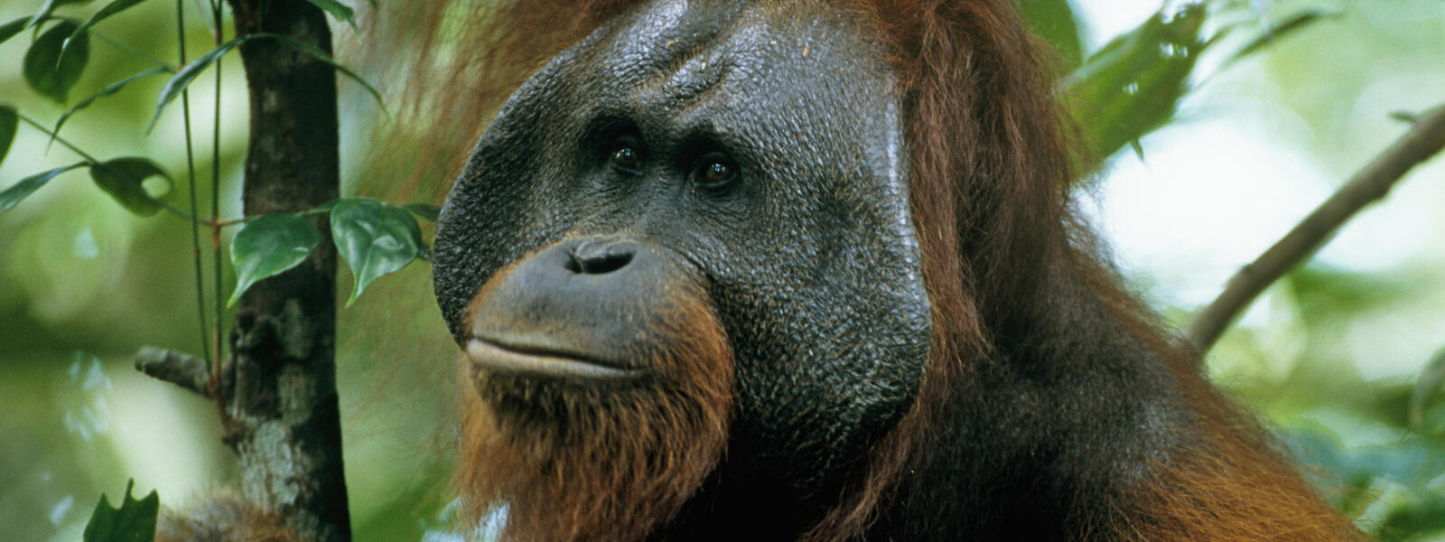 Bornean Orangutan