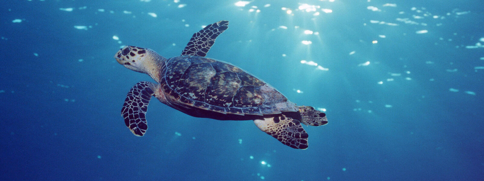Hawksbill Turtle