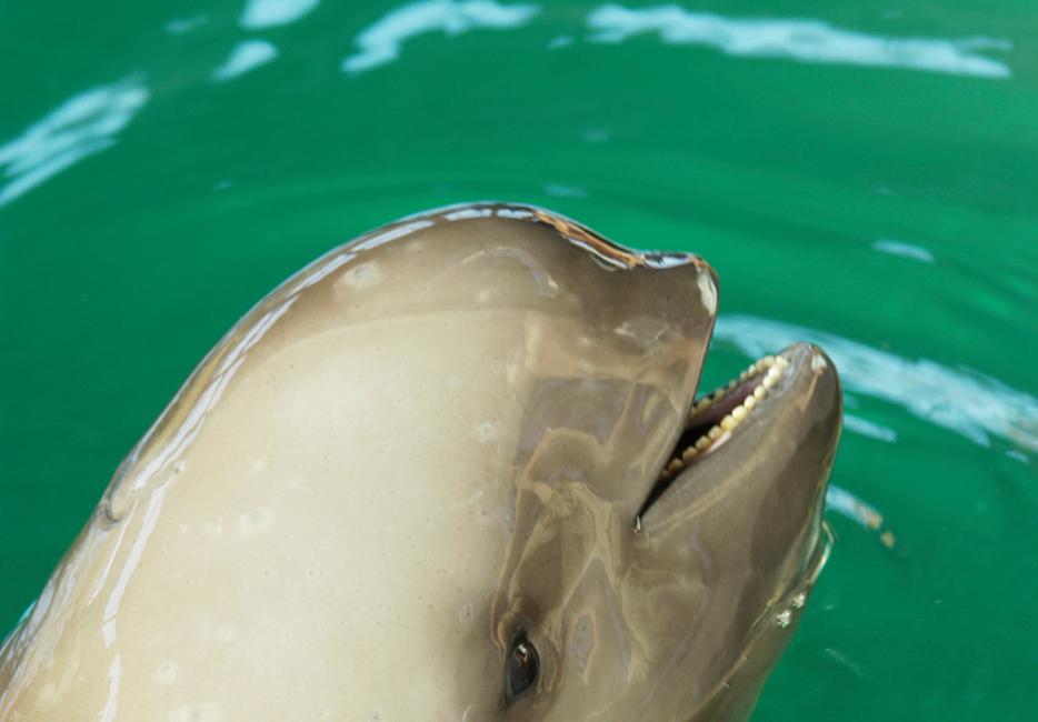 Yangtze Finless Porpoise