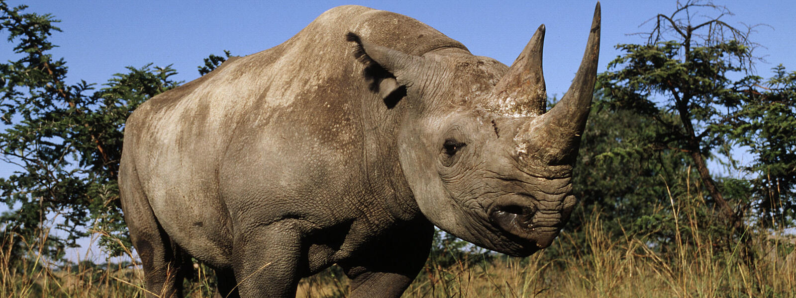 Black Rhino